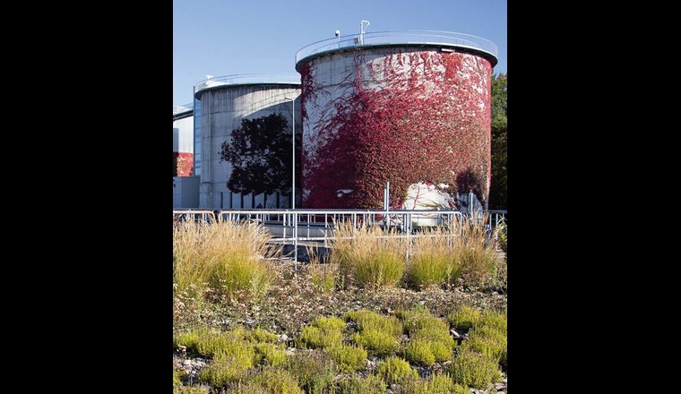 Es gibt viele Möglichkeiten die Artenvielfalt, auf einem Areal zu fördern, z. B. durch Fassadenbegrünung