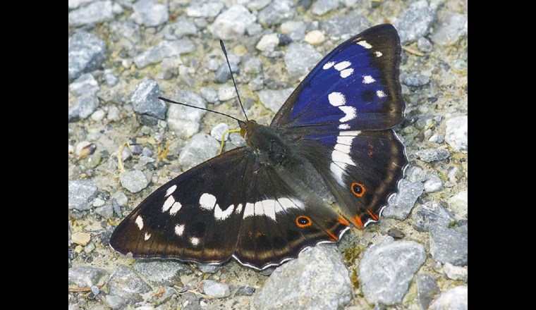 Fig. 1 Dank einem vielfältigen Angebot an Nahrung und Versteckmöglichkeiten beleben viele verschiedene Tierarten das Areal der ARA Bern, zum Beispiel der grosse Schillerfalter (Apatura iris).