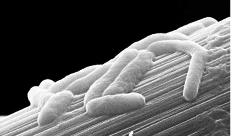Durch Abwasserreinigung Strom erzeugen und auch einsparen? Mikroben machen es möglich. Im Bild: Shewanella oneidensis MR1 auf einer Kohlenstofffaser bei der anaeroben Atmung. Länge der Mikroben: 1–2 Mikrometer.