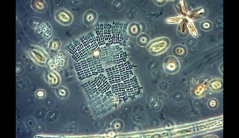Una specie di cianobatteri: Merismopedia