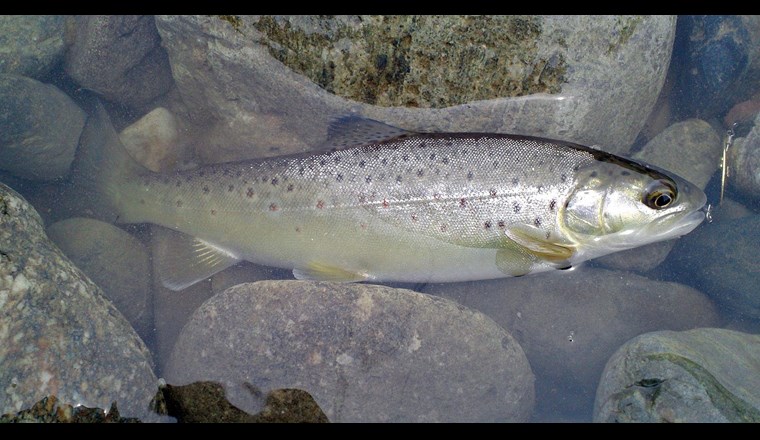 Verschiedene Pestizide fanden sich auch in Bachforellen (Von Apple2000 - Eigenes Werk(Photo by myself), CC BY-SA 3.0, https://commons.wikimedia.org/w/index.php?curid=32970641)