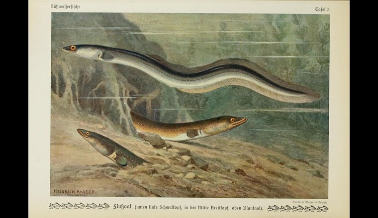 Bis zur Industrialisierung gehörten Aale hierzulande zu den häufigsten Fischen. Danach wurden Rhein, Rhône und Ticino für die Nutzung von Wasserkraft derart verbaut, dass dies das Ende des Aal-Höhenflugs bedeutete. Heute steht der Aal auf der Roten Liste bedrohter Tierarten. (Bild: Quelle & Meyer)