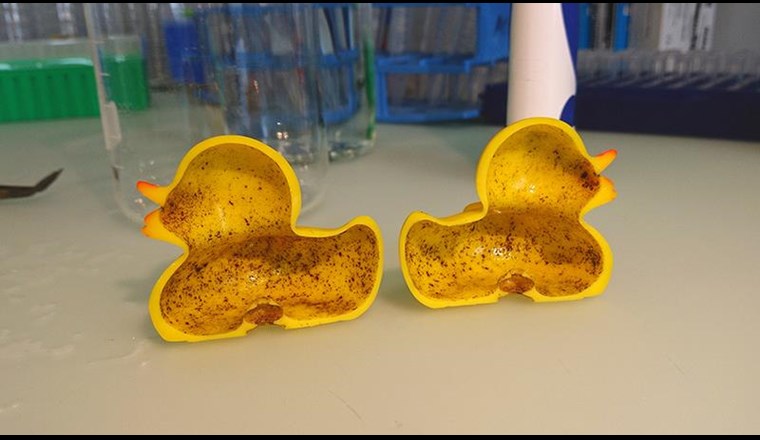 Das Innenleben eines Gummientchens. Bild: Eawag.