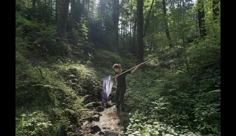 Aus biologischer Sicht ist der Zustand der Schweizer Fliessgewässer unterschiedlich gut. Die Nationale Beobachtung der Oberflächengewässerqualität (NAWA) zeigt, dass die ökologische Funktionsfähigkeit der Gewässer an mindestens 30% der Messstellen ungenügend ist. Umgekehrt ist die Situation zum Beispiel im hier beprobten Hörlenbach bei St. Gallen gut. (M. Forte, Ex-Press/BAFU)