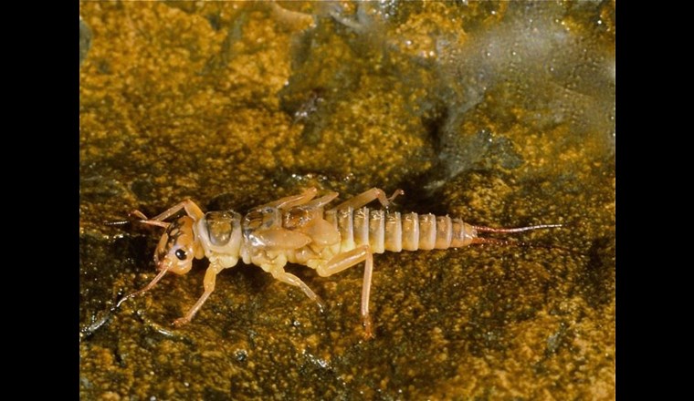 Zeichen einer sehr guten Wasserqualität sind unter anderem die Steinfliegenlarven, wie sie im Hörlenbach vorkommen. (waldzeit.ch/J. Forster)