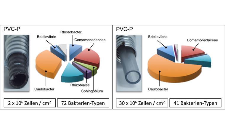 Fig. 1 Unterschiede in der bakteriellen Zusammensetzung von Biofilm-Gemeinschaften, die sich in zwei auf Polyvinylchlorid-basierten, weichen (PVC-P) Duschschlauch-Materialien gebildet haben.