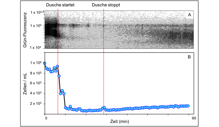 Fig. 3 Dynamiken der mikrobiellen Ablösung vom Biofilm in die Trinkwasserphase nach  24 Stunden Stagnation, während und nach einem Duschereignis, gemessen mittels Echtzeit-Durchflusszytometrie. In (A) repräsentiert jeder Punkt die Grün-Fluoreszenz eines Partikels, der in Echtzeit gemessen wurde. Dieses Signal wurde in (B) zu bakteriellen Zellzahlen umgewandelt. Die rot gestrichelten Linien markieren Start und Ende des Duschereignisses.