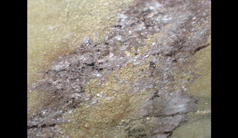 ... genauso wie Schimmelpilzbefall in Wasserkammern.