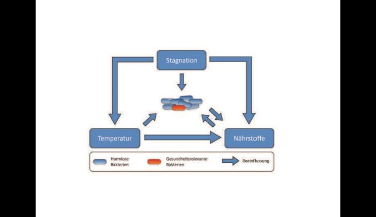 Die mikrobiellen Dynamiken in einem Trinkwassersystem sind komplex. Die Art und Anzahl an Bakterien in einem System wird massgeblich durch die Faktoren «Temperatur», «Nährstoffe» und «Stagnation» beeinflusst. 
