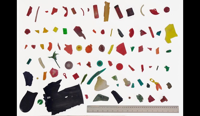 Plastiques contenant du cadmium découverts sur les rives du lac Léman en mars 2016. (© M. Filella)