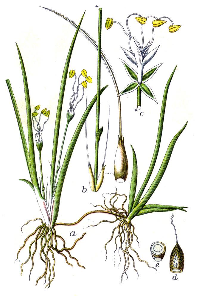 Laura Bauer braucht Ihre Unterstützung, um ihre biologisch-ökologische Analyse des gefährdeten Strandlings an der «Stockholm Water Week» vorstellen zu können.