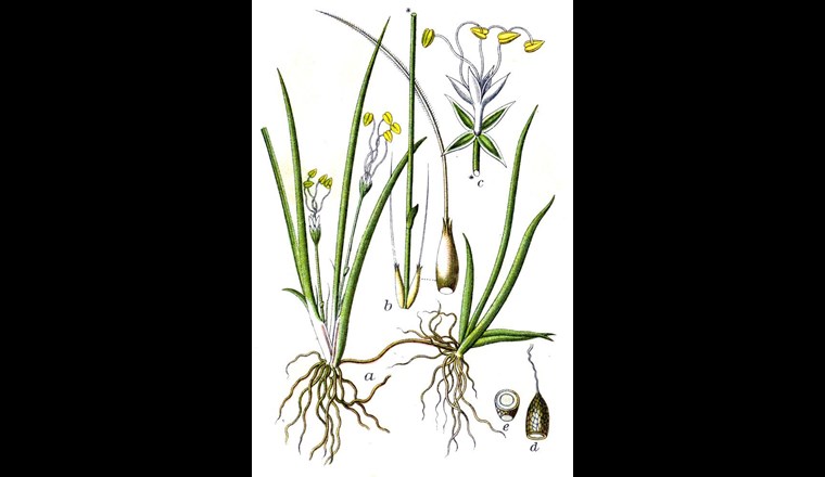 Laura Bauer braucht Ihre Unterstützung, um ihre biologisch-ökologische Analyse des gefährdeten Strandlings an der «Stockholm Water Week» vorstellen zu können.