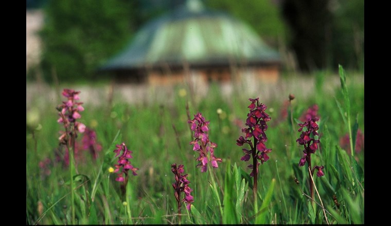 Orchideen auf den Dächern der Langsamfilter im Seewasserwerk Moos - Besichtigung im Mai
