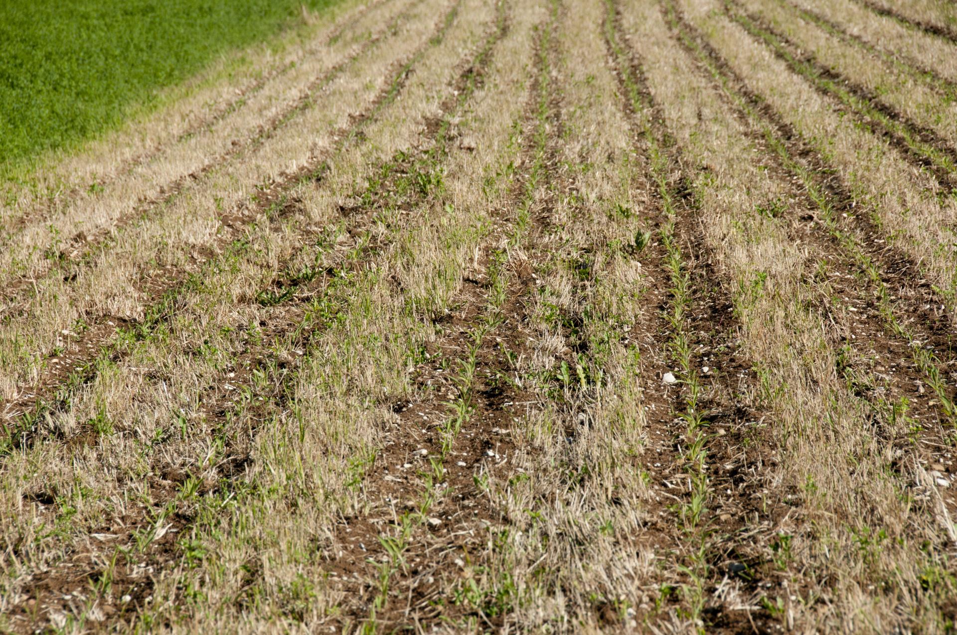 Der Bundesrat soll gemäss einem Postulat, das der Nationalrat überwiesen hat, prüfen, inwieweit in der Schweizer Landwirtschaft auf Glyphosat verzichtet werden kann.