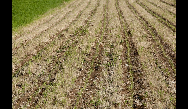 Der Bundesrat soll gemäss einem Postulat, das der Nationalrat überwiesen hat, prüfen, inwieweit in der Schweizer Landwirtschaft auf Glyphosat verzichtet werden kann.