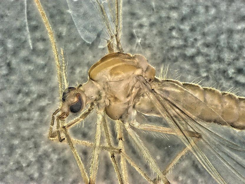 Zuckmücken können bei der biologischen Beurteilung von Gewässern helfen. Foto: UDE