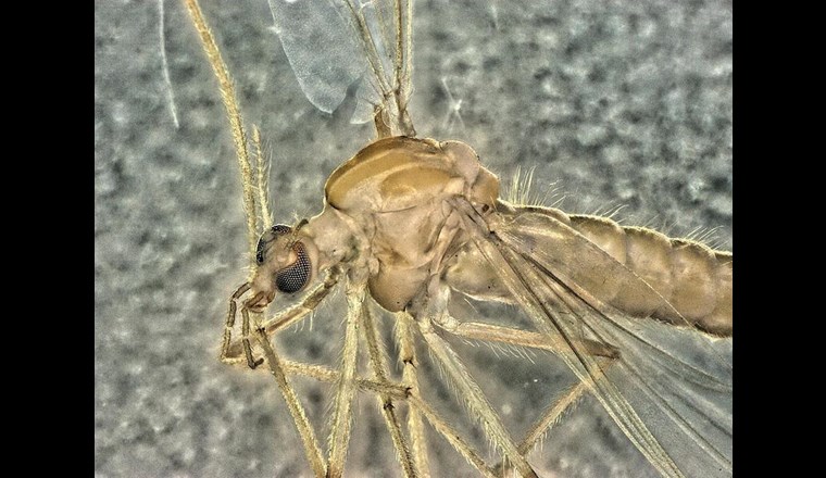 Zuckmücken können bei der biologischen Beurteilung von Gewässern helfen. Foto: UDE