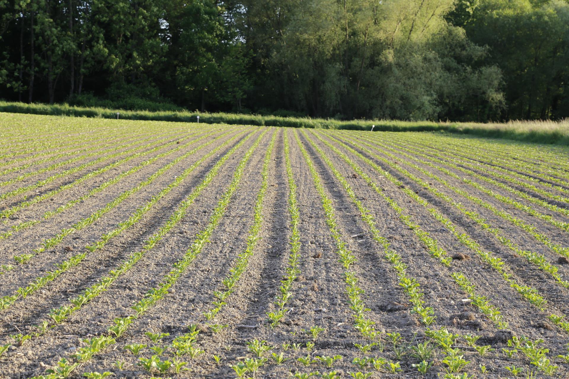 Gleich über sechs Initiativen zur Landwirtschaft kann das Schweizer Stimmvolk bald einmal abstimmen. (Foto: LID)