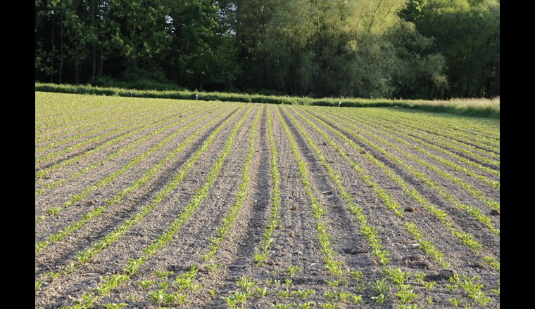 Gleich über sechs Initiativen zur Landwirtschaft kann das Schweizer Stimmvolk bald einmal abstimmen. (Foto: LID)