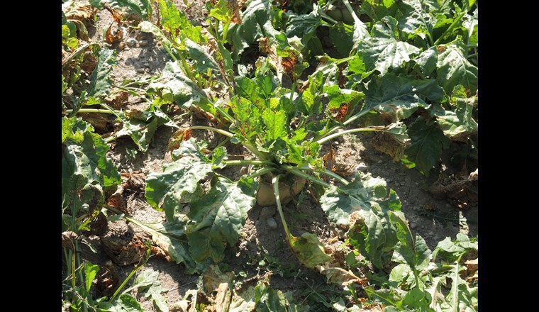 Im Zentrum der Feldbesichtigung stand die Unkrautbekämpfung bei der Zuckerrübe.