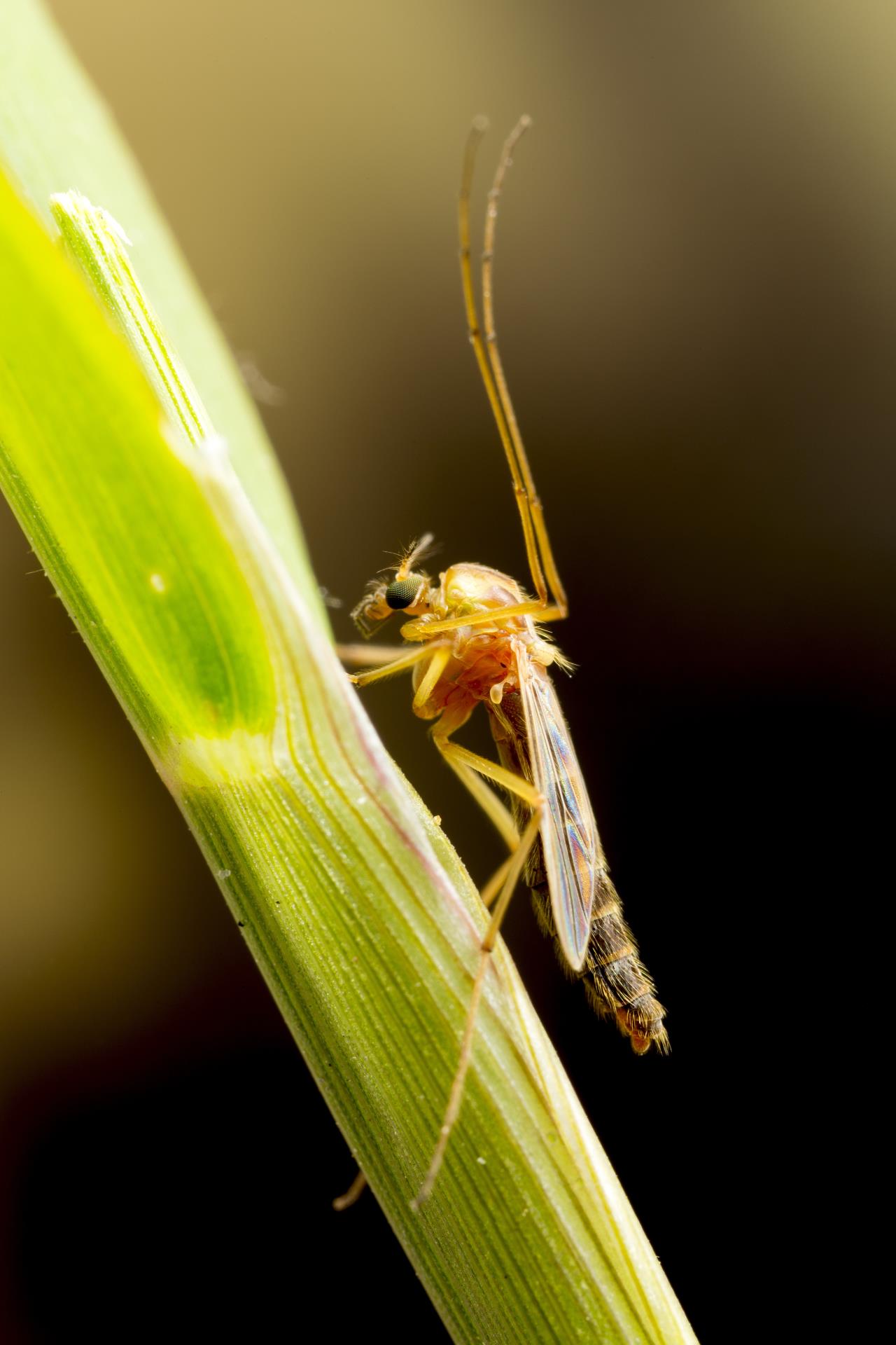 Selbst in der Gemeinen Stechmücke (Culex pipiens) kann man Mikroplastik finden. (Foto: 123rf)
