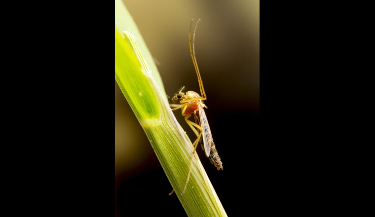 Selbst in der Gemeinen Stechmücke (Culex pipiens) kann man Mikroplastik finden. (Foto: 123rf)