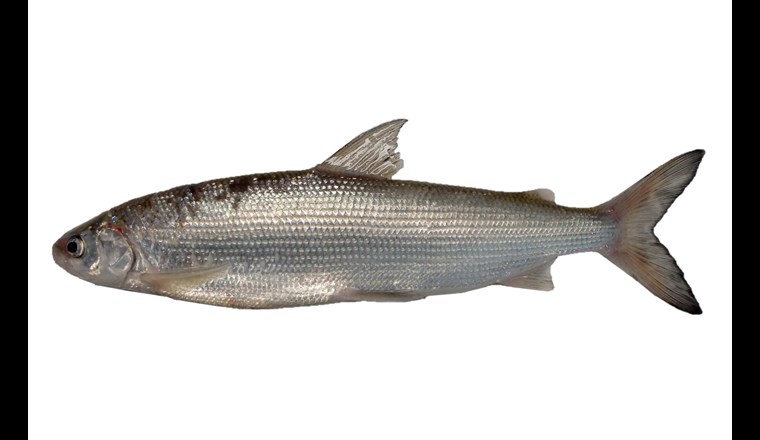 Die neu gefundene Felchenart im Thunersee, vorläufig «Balchen 2» genannt.