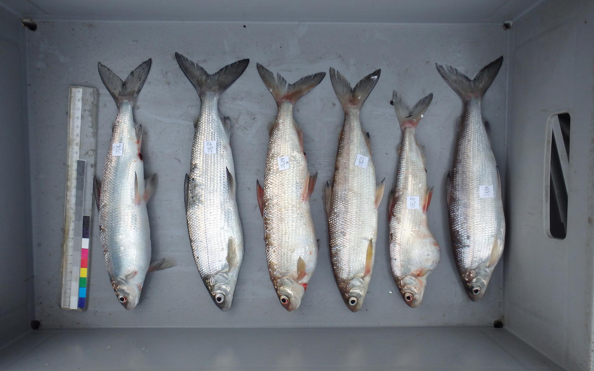 Systematisch gefangene Felchen im Rahmen des «Project Lac».