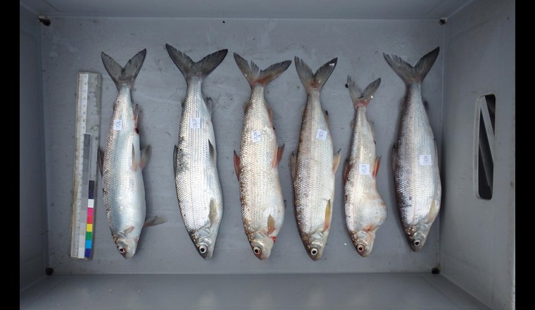 Systematisch gefangene Felchen im Rahmen des «Project Lac».