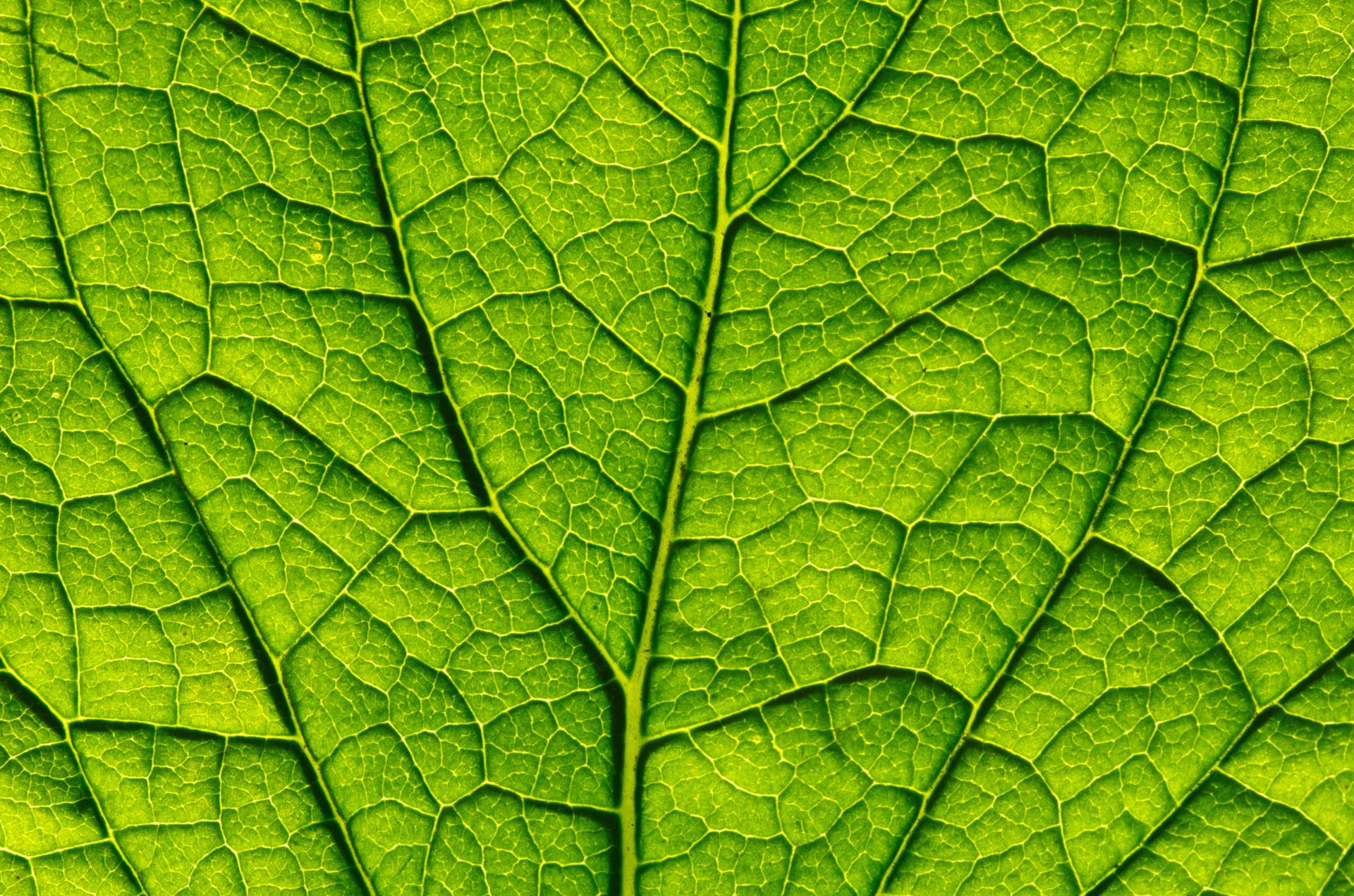 Der Natur abgeschaut: Forschende der Universität Zürich haben neuartige Nanopartikel für die künstliche Photosynthese entwickelt. (Foto: 123rf)