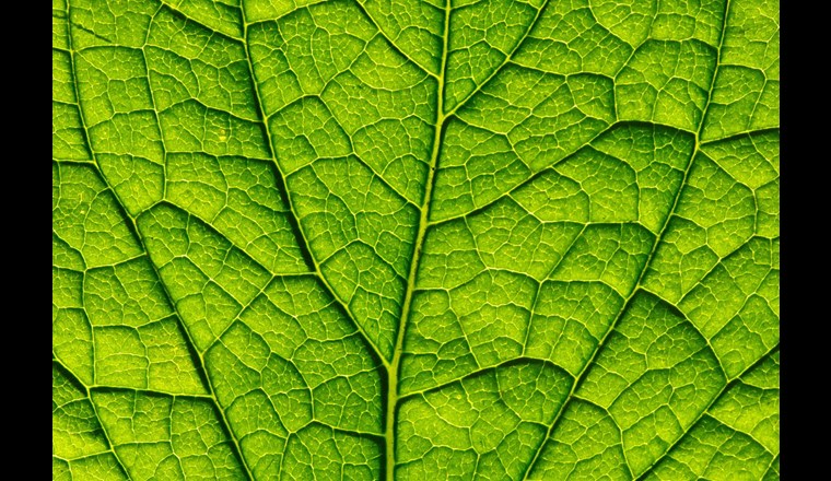 Der Natur abgeschaut: Forschende der Universität Zürich haben neuartige Nanopartikel für die künstliche Photosynthese entwickelt. (Foto: 123rf)