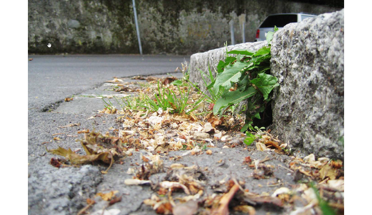 Zur Umsetzung des Anwendungsverbotes von Herbiziden hat das BAFU kürzlich eine Studie verfasst.  (Bild: BAFU)