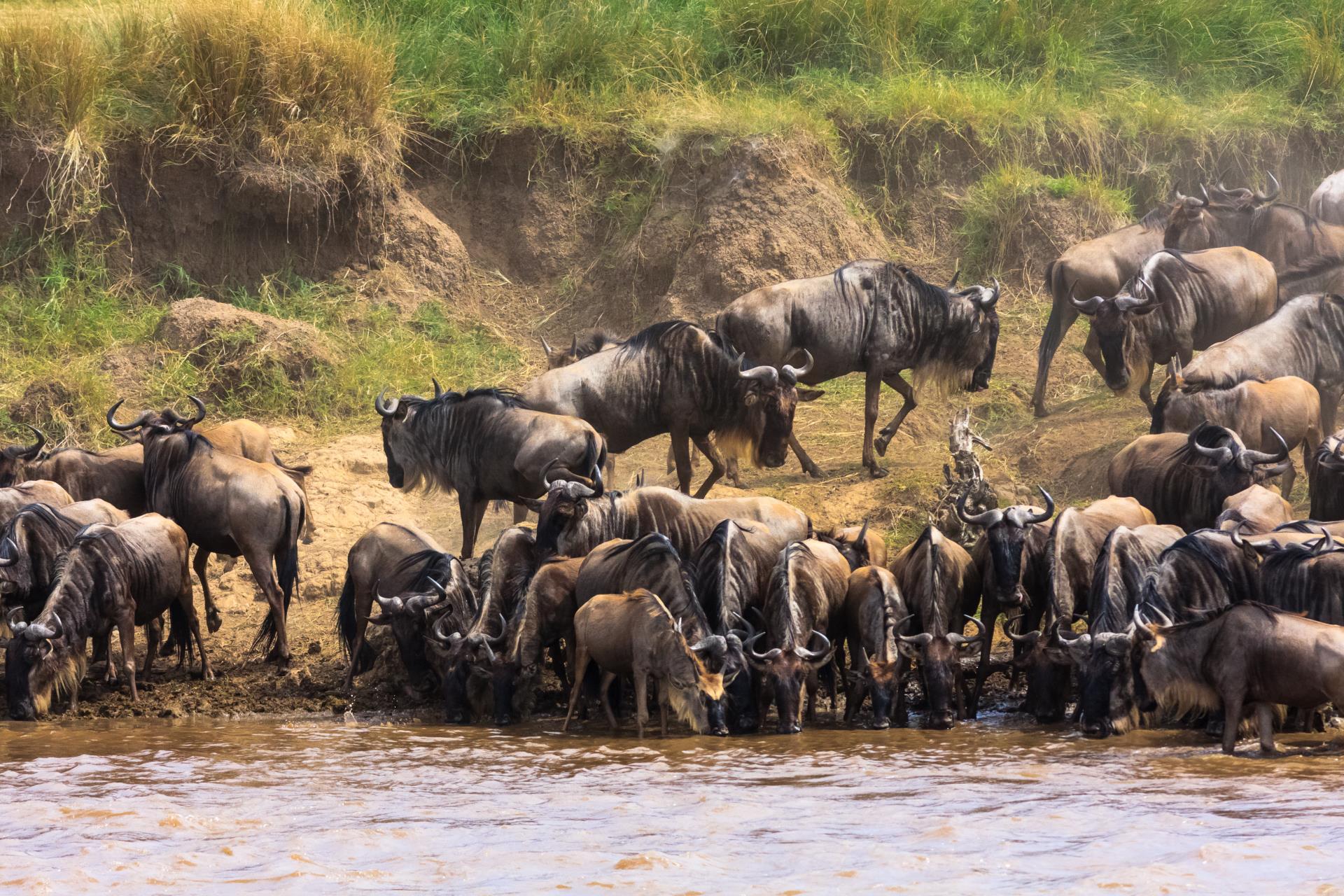 Eine Gnu-Herde durchquert einen Fluss: So gelangen grosse Mengen an Kohlenstoff vom Land ins Gewässer. (Foto: 123rf.com)