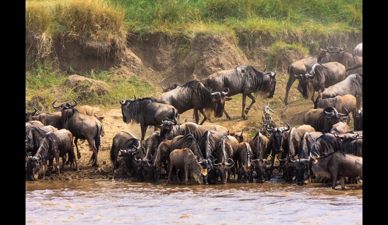 Eine Gnu-Herde durchquert einen Fluss: So gelangen grosse Mengen an Kohlenstoff vom Land ins Gewässer. (Foto: 123rf.com)