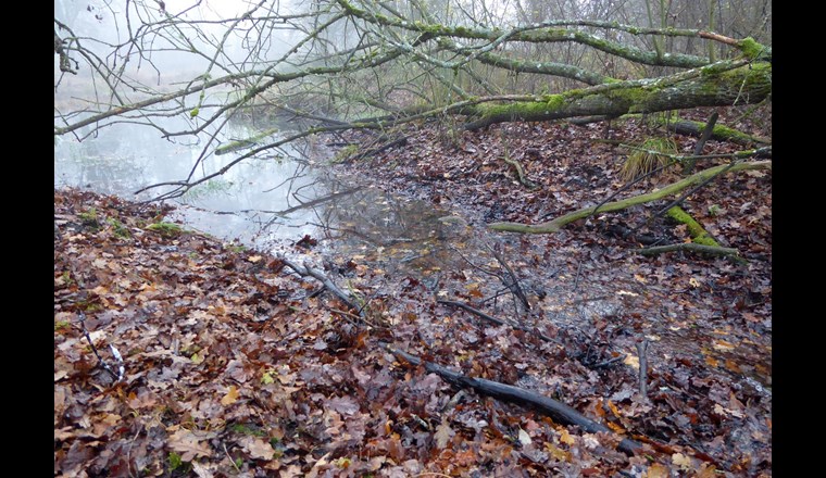 Nicht nur wenn Gnus einen Fluss überqueren, fliessen grosse Mengen an Kohlenstoff von einem Ökosystem ins andere, sondern auch wenn Laubstreu ins Gewässer gelangt. (Foto:  Eawag)