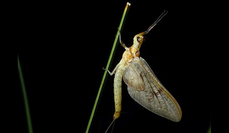 Eintagsfliegen: Einmal ausgewachsen, fliegen sie auch in terrestrische Lebensräume, wo sie eine Kohlenstoffquelle darstellen.