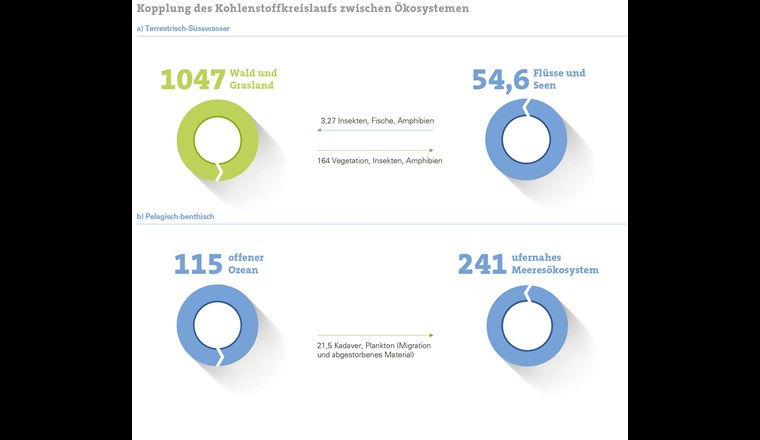 Vergleich der Kohlenstoffprimärproduktion in Ökosystemen.