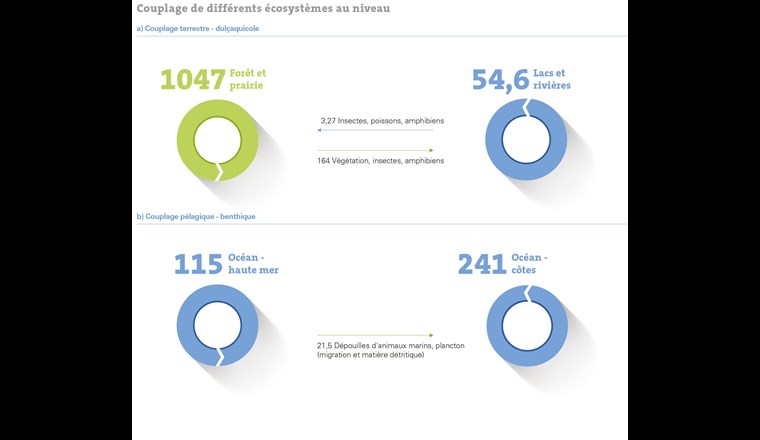 llustration de la relation entre les quantités de carbone engagées dans la production primaire au sein des écosystèmes.