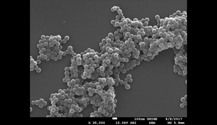 Fig. 3c Image obtenues par microscopie électronique à balayage de polystyrène nanoparticules dans l’eau ultrapure à pH > 8,0. Des informations importantes sont obtenues sur la morphologie des nanoparticules et la taille 
des nano-particules primaires.