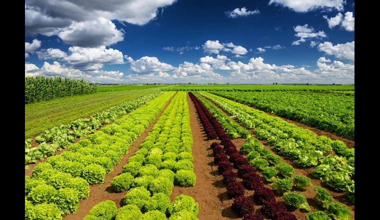 Gemüseanbau im Mittelland: Wegen des hohen Einsatzes von Düngemitteln ist die Landwirtschaft der dominierende Verursacher der Stickstoffbelastungen im Untergrund. (©123RF.com)