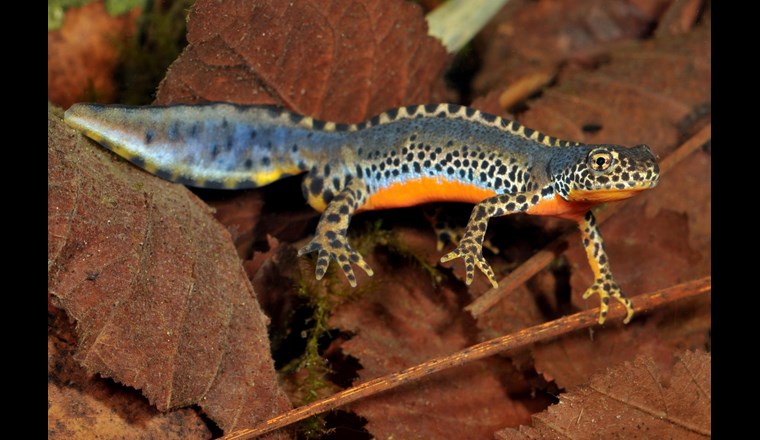 Durch seine plakative Färbung eignet sich der Bergmolch ideal, um stellvertretend auf Amphibienrückgänge aufmerksam zu machen. Dies war gewiss mit ein Grund, wieso der Bergmolch von der Deutschen Gesellschaft für Herpetologie und Terrarienkunde (DGHT e.V.) zum Lurch des Jahres gekürt wurde. (Bild: DGHT)