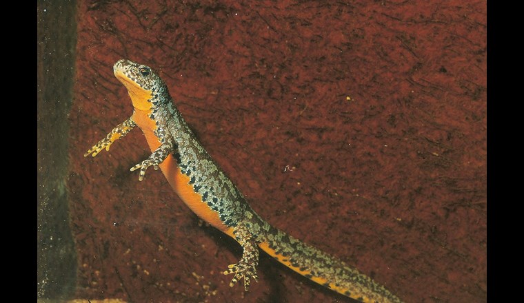 Durch seine plakative Färbung eignet sich der Bergmolch ideal, um stellvertretend auf Amphibienrückgänge aufmerksam zu machen. Dies war gewiss mit ein Grund, wieso der Bergmolch von der Deutschen Gesellschaft für Herpetologie und Terrarienkunde (DGHT e.V.) zum Lurch des Jahres gekürt wurde. (Bild: DGHT)
