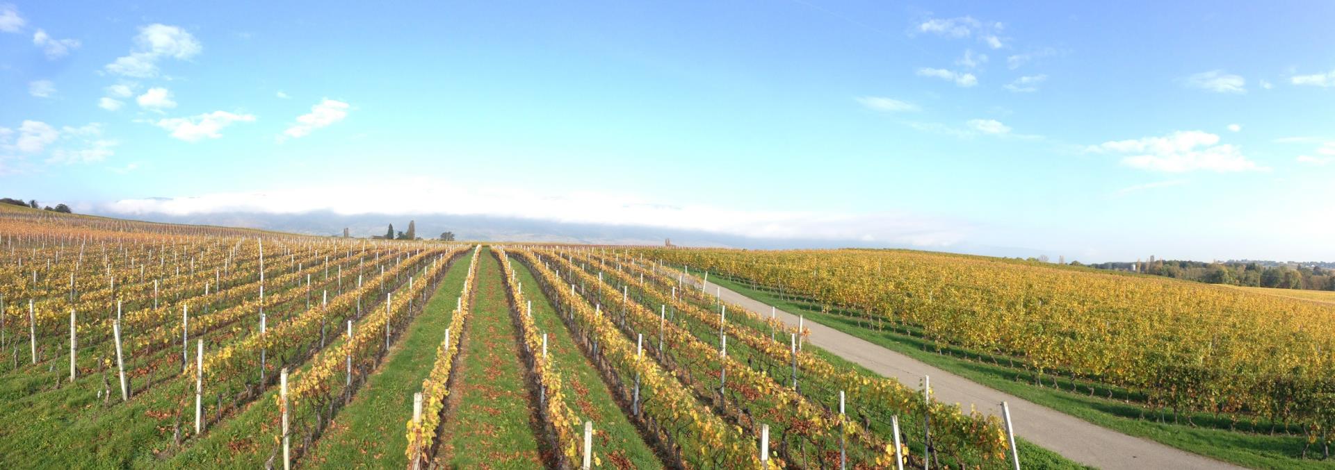 Reben im Einzugsgebiet des Ruisseau des Charmilles