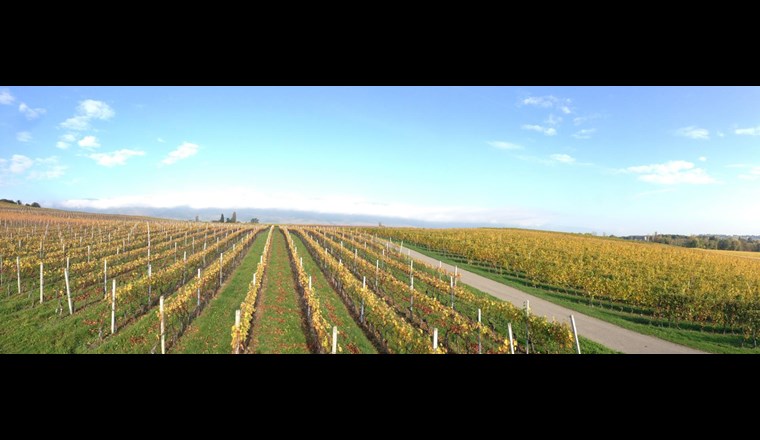 Reben im Einzugsgebiet des Ruisseau des Charmilles