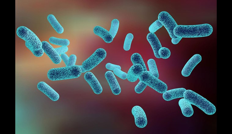 Legionellen sind Bakterien, welche 
überall in der Natur vorkommen – auch im
Trinkwasser. Bild: Kateryna Kon/123RF.com