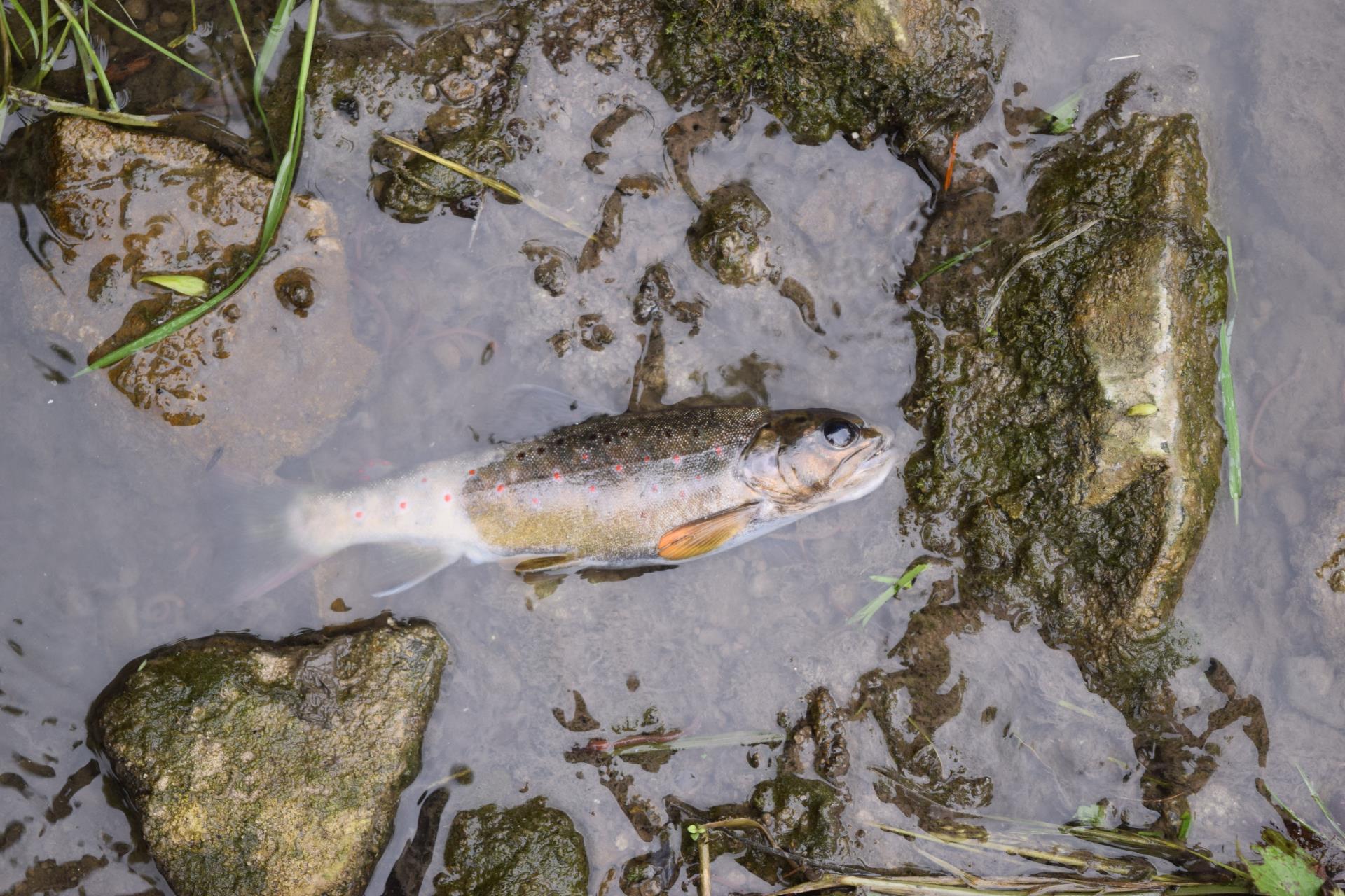 Gewässerverschmutzung mit Fischsterben durch Schmutzwasser nach einer Toi-toi-Reinigung in Rickenbach. (Foto: Kantonspolizei Luzern)
