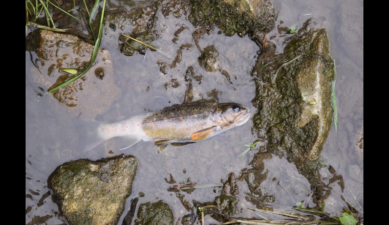 Gewässerverschmutzung mit Fischsterben durch Schmutzwasser nach einer Toi-toi-Reinigung in Rickenbach. (Foto: Kantonspolizei Luzern)