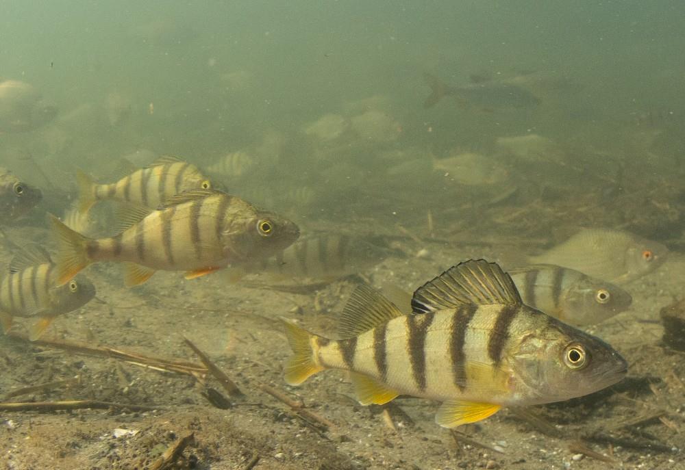 Kein anderer Schweizer Fisch landet so häufig auf den Tellern in der Gastronomie oder Privathaushalten wie das Egli – doch nur wenige wissen, wie es aussieht. Nicht zuletzt deswegen wurde nun das beliebte Egli vom Schweizerischen Fischerei-Verband SFV zum Fisch des Jahres 2019 gekürt. (Bild: R. Kühnis; M. Risch)