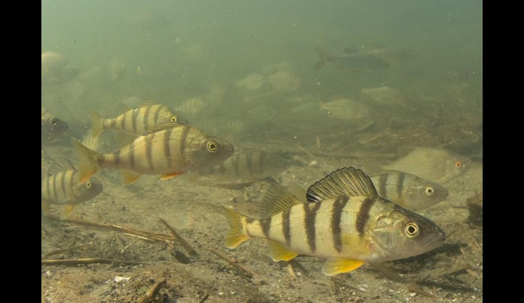Kein anderer Schweizer Fisch landet so häufig auf den Tellern in der Gastronomie oder Privathaushalten wie das Egli – doch nur wenige wissen, wie es aussieht. Nicht zuletzt deswegen wurde nun das beliebte Egli vom Schweizerischen Fischerei-Verband SFV zum Fisch des Jahres 2019 gekürt. (Bild: R. Kühnis; M. Risch)