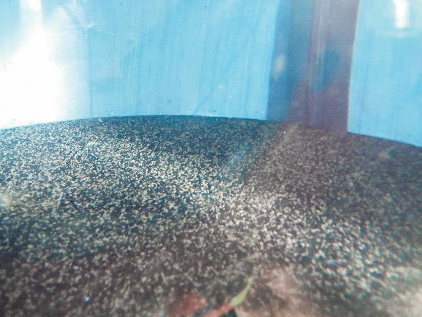 Pilotversuche: Einsatz von granulierter Aktivkohle im Wirbelbett auf der ARA Penthaz. Im Bild: Grenzfläche Aktivkohle-Wasser bei einer Durchströmungsgeschwindigkeit von 15 m/h (expandiertes Aktivkohlebett)